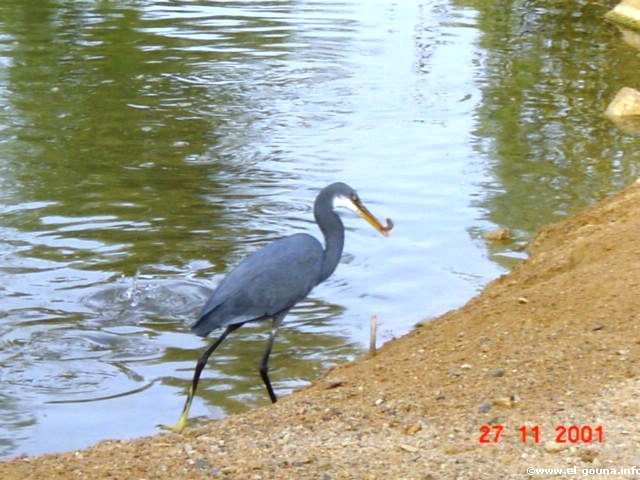 grey Heron